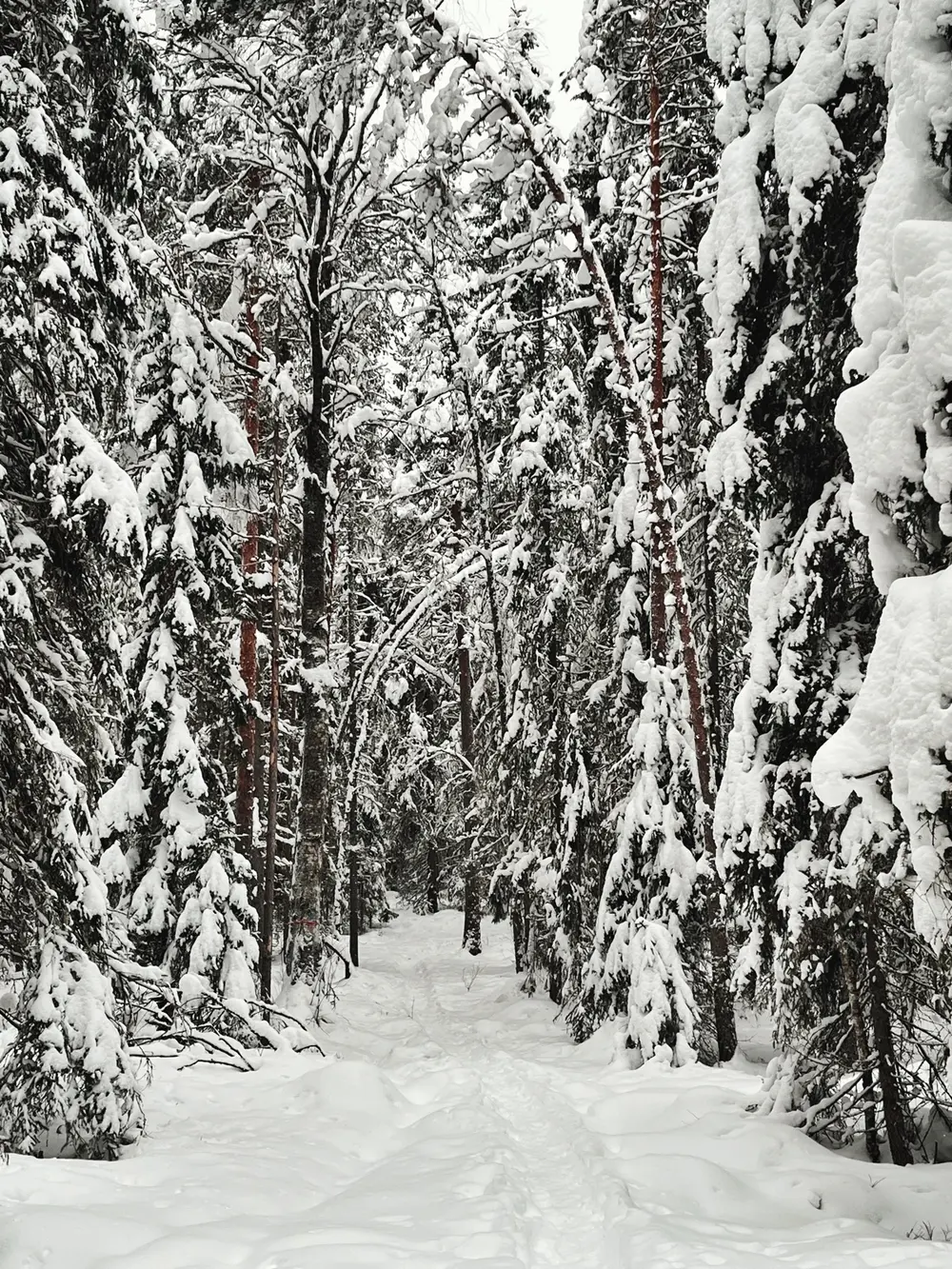 An image of a path through the snowed-in woods
