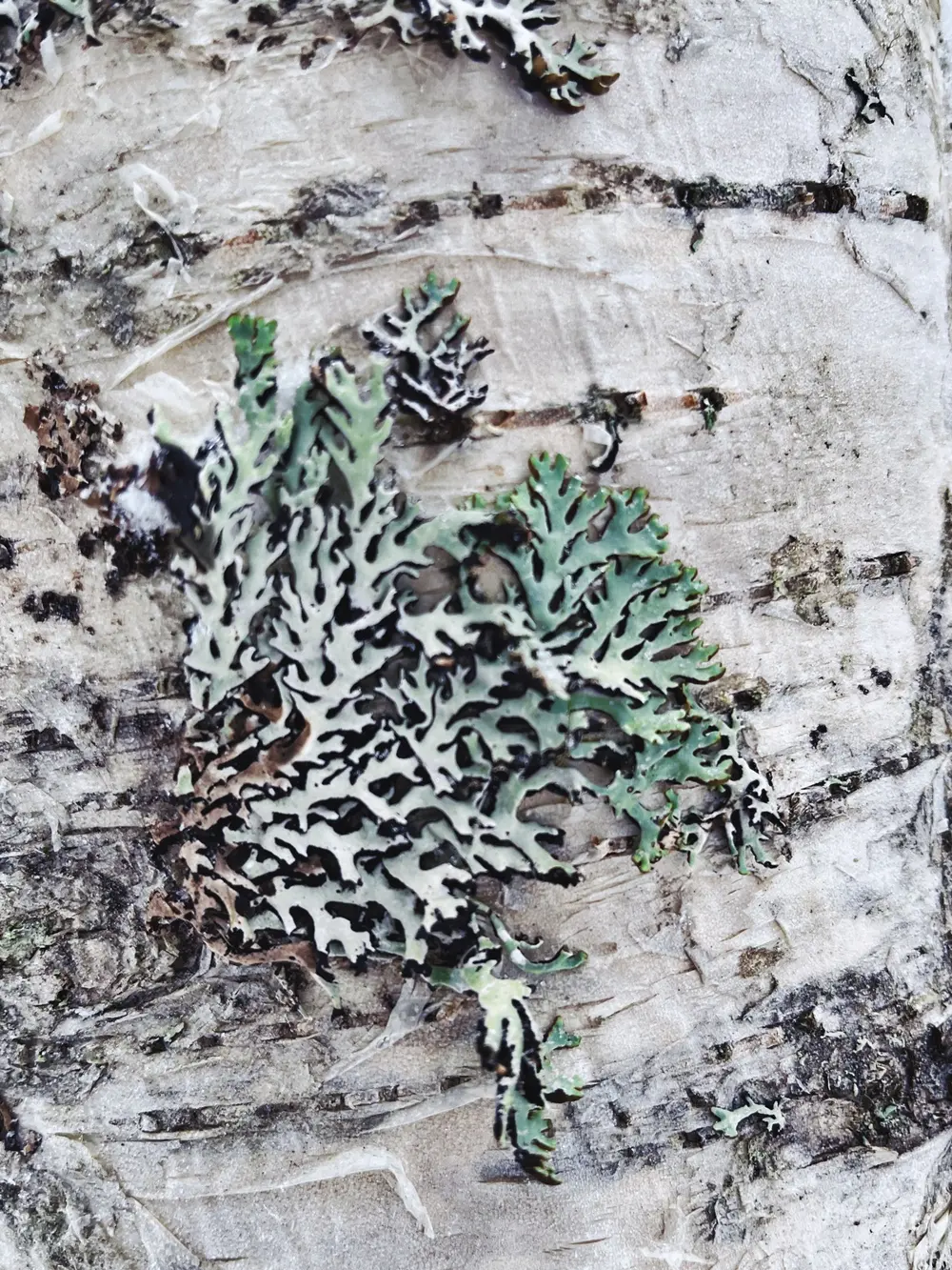 A detail image of some growth on the bark of a birch tree