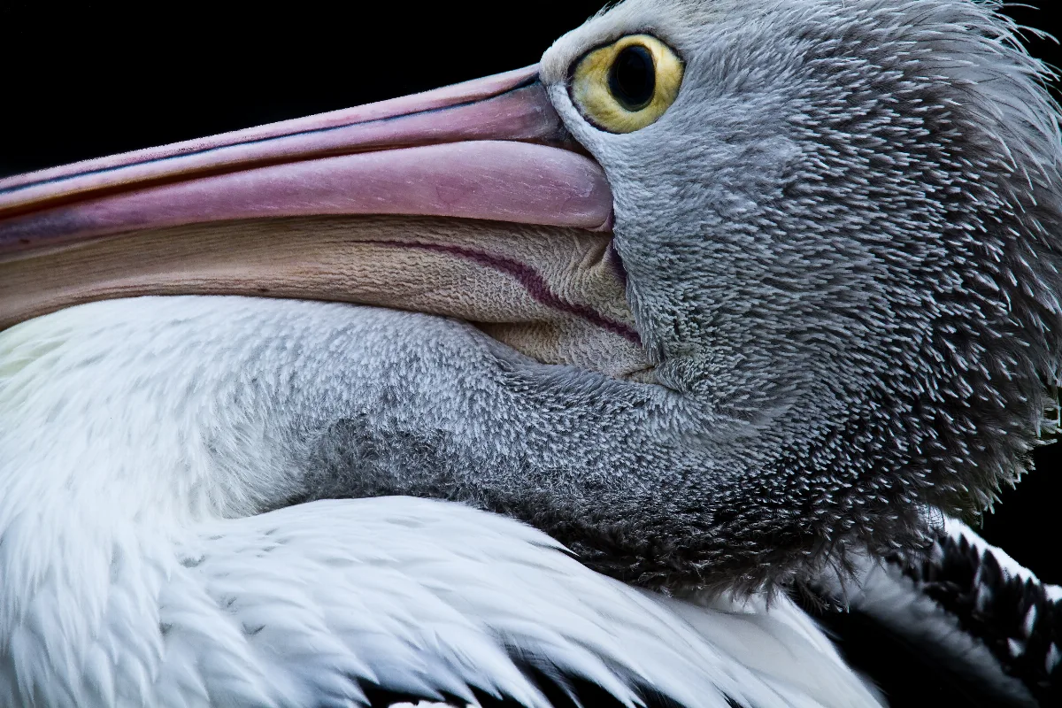 A close-up of an Australian Pelican
