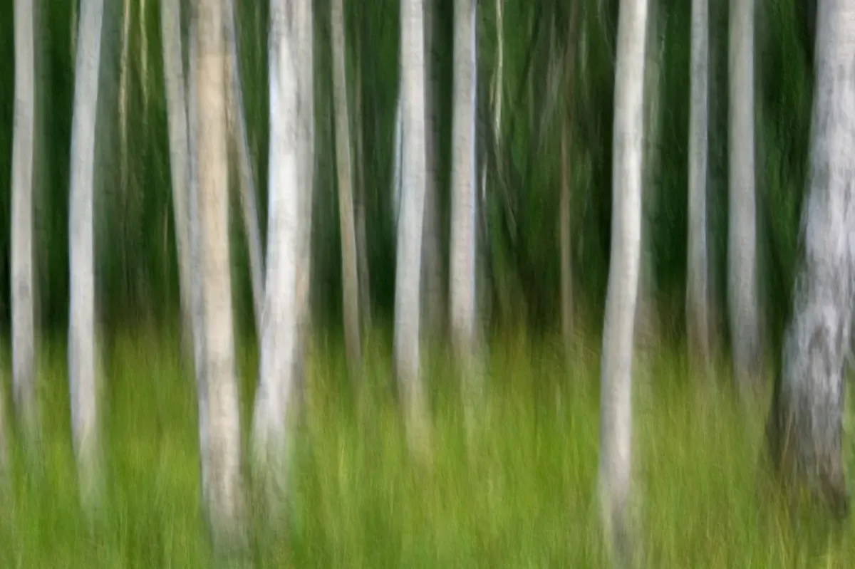 birch-trees-1