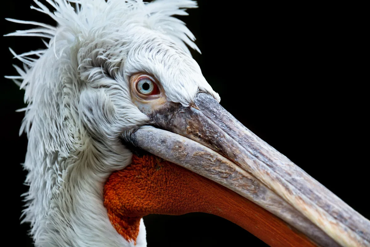 A close-up picture of a pelican with some fluffy feathers on the head