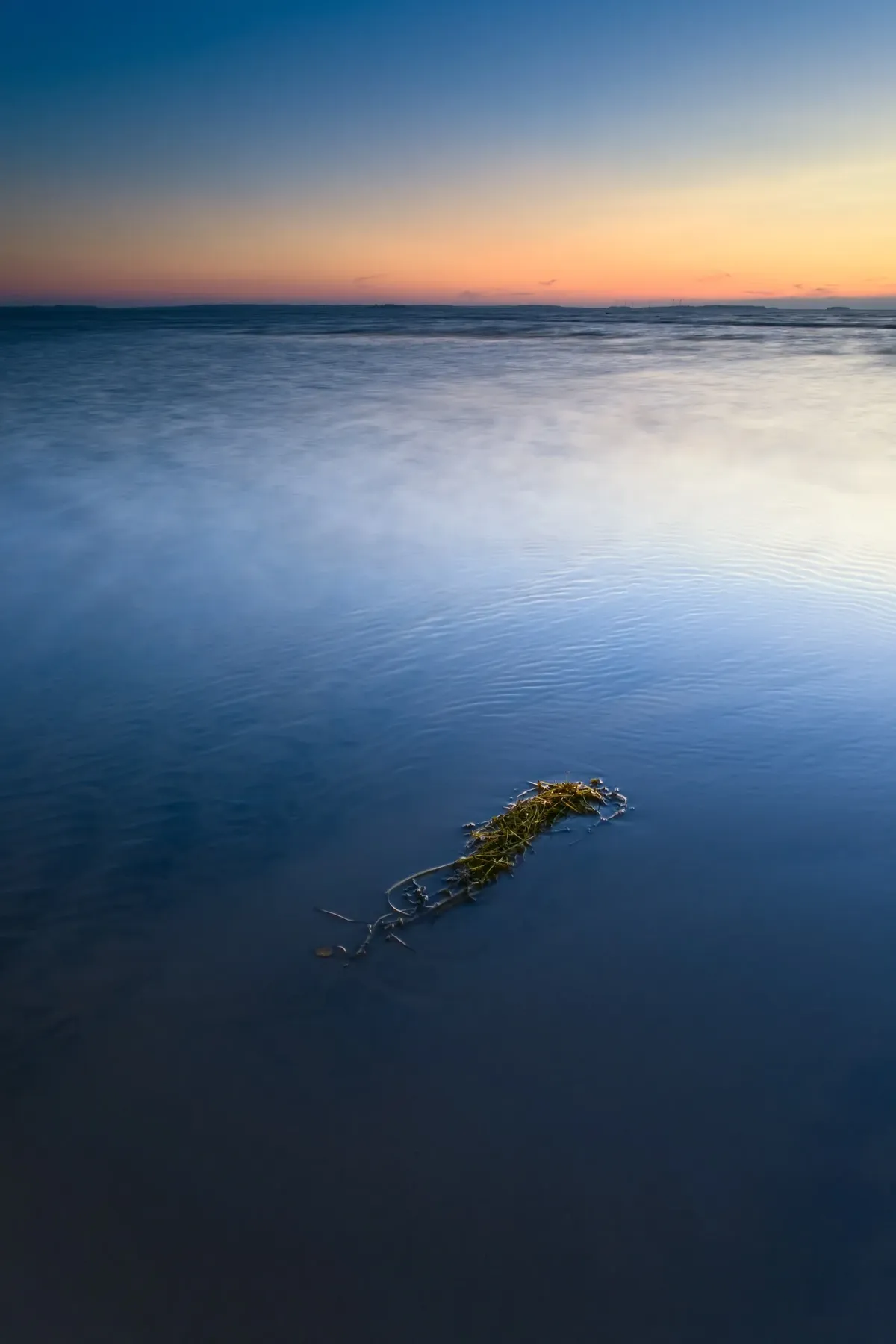 simply-kelp