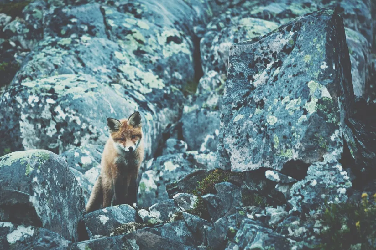 fox-1-1