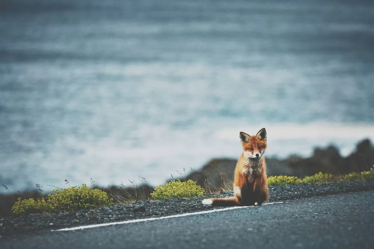 fox-2