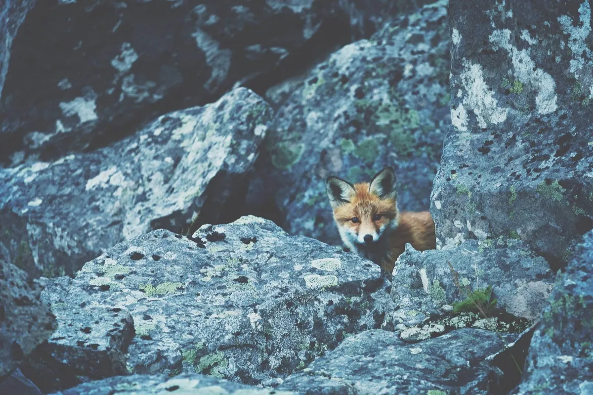 fox-3