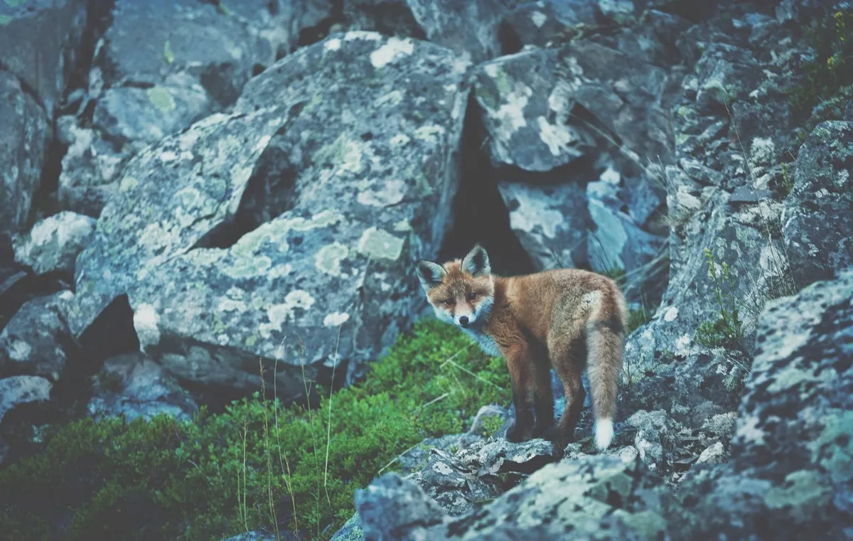fox-4