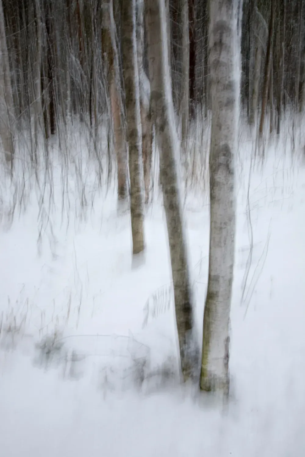 winter-birch-trees